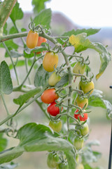 Reifende Tomaten an einer Tomatenpflanze im Sommer