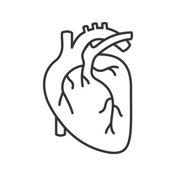Human heart anatomy linear icon