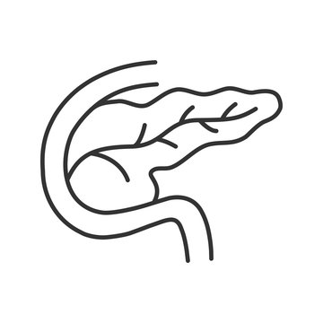Pancreas and duodenum linear icon