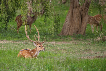 Naklejka na ściany i meble Chital - Axis axis, beautiful deer from Sri Lankan grasslands.