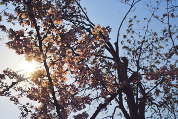 桜　春　逆光　素材