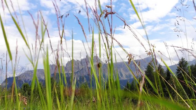 Sumer in Dolomiti Dolomites Mountains. Mountain forest. Croda Da Lago Ridge in Dolomites Mountains. Glade with green grass at the edge of the forest with the top of the mountains in the background