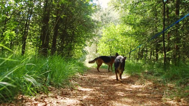 Slow motion clip of German Shepherd and westpointer walking together with a leash.