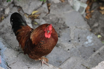 Domestic rooster
