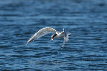 Seeschwalbe mit beute