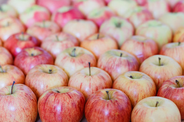 a lot of ripe red-yellow apples, autumn harvest of apples