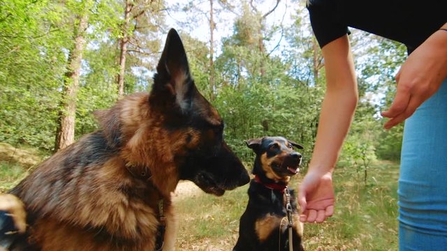 Clip of German Shepherd and westpointer eating from the hand of a girl.