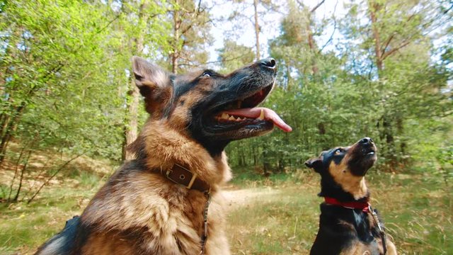Clip of German Shepherd and westpointer panting and waiting for a treat.
