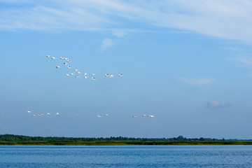 flock of swans flying over a lake