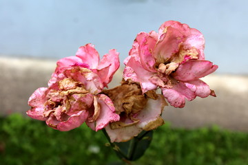 Pink roses with mostly dried petals surrounded with green leaves on warm sunny day