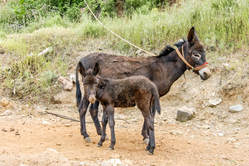 Mugla, Turkey, 13 May 2012: Donkeys at Yerkesik
