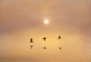 Flight of Three Herons
