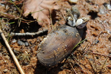 magische muschel