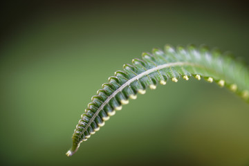 A leaf of a fern is bowing to the camera, while the green background is totally blurred.  The perfect wallpaper.