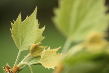 Winter Green Leafs Background