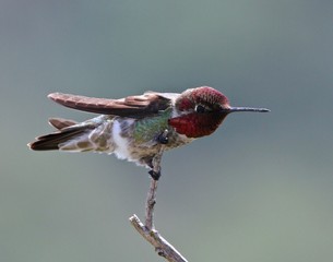 Summer Bird Sitings 24