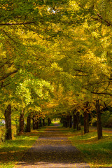 Fototapeta premium 紅葉 イチョウ