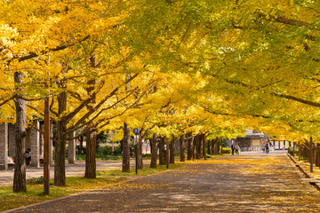 Naklejka premium 紅葉 イチョウ