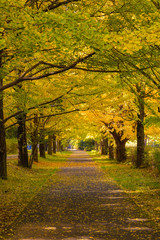 紅葉　イチョウ