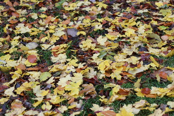colorful trees in autumn, munich