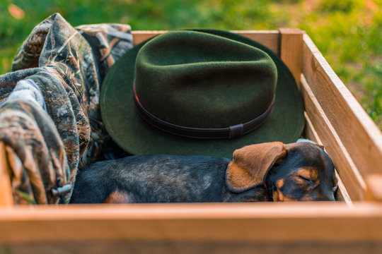 Sleepy dachshund puppy dog in a crate on a hunt