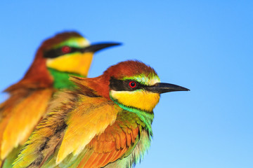 pair of exotic birds with red eyes