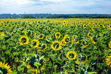 Beautiful sunflower field in the afternoon