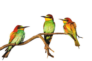 Exotic birds sitting on a branch isolated on a white background