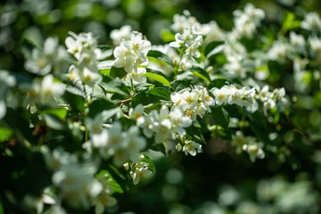 Beautiful blooming jasmine branch with white flowers at sunlight in summer sunny day. Tender white petals and yellow stamens of jasmine flowers close up. Beauty of jasmine blossoms.