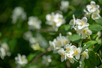 Beautiful blooming jasmine branch with white flowers at sunlight in summer sunny day. Tender white petals and yellow stamens of jasmine flowers close up. Beauty of jasmine blossoms.