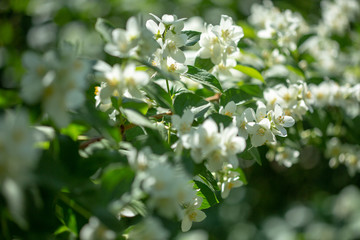 Beautiful blooming jasmine branch with white flowers at sunlight in summer sunny day. Tender white petals and yellow stamens of jasmine flowers close up. Beauty of jasmine blossoms.