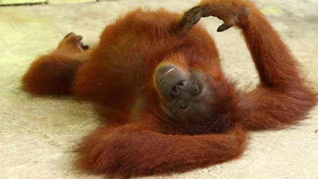 Orangutan Itches Herself While Laying Upside Down