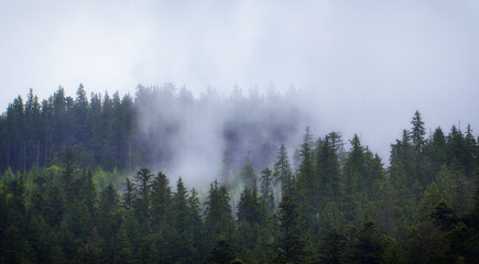 Cloudy weather in the Ukrainian Carpathians, fog rises from the forest