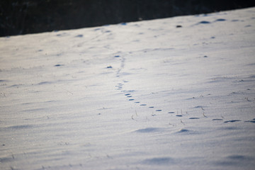 traces in the snow  