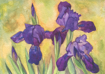 watercolor painting purple irises - 215519198