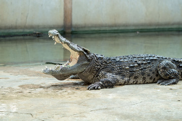 Crocodile show in thailand