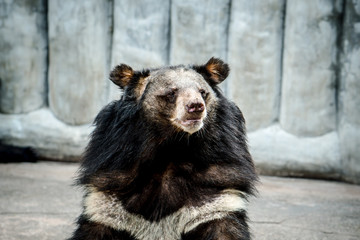 Bear in the zoo