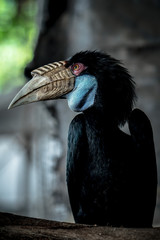 Colorful beauty bird in the zoo