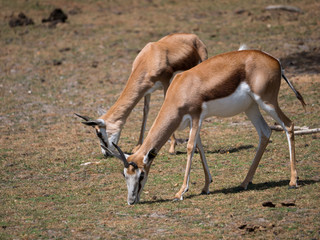 Antilopes
