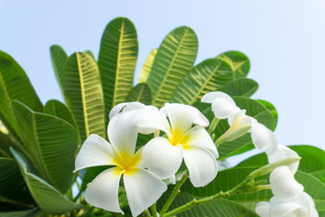 White plumeria flowers on the tree. Green leaves smelled fragrant in the evening