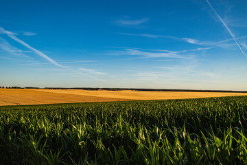 Kornfelder in Th&uuml;ringen