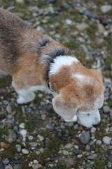 Beagle boy, germany
