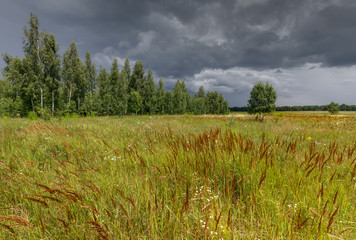 Summer landscape: before the storm