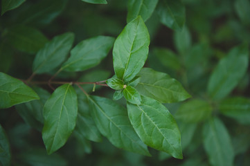 green leaves in dark forest environment protection background