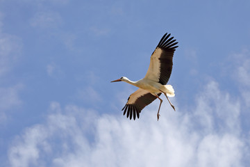 Storch im Anflug