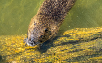 Eurasian beaver busy maintaining its dam © Luis