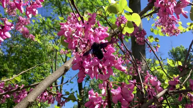 Big black bumble-bee pollinates a pink flowering tree
