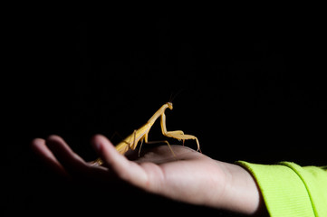 child hand holding living insect mantis at night dark background copyspace