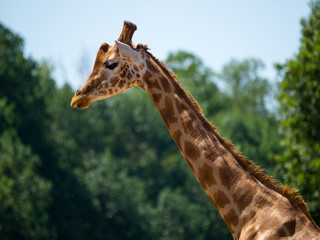 Girafe