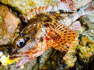 福江島のアラカブ